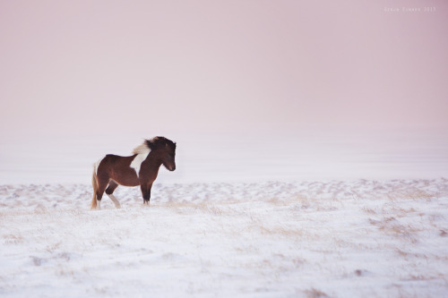 melodyandviolence:  Icelandic horses by  Gigja Einarsdottir  