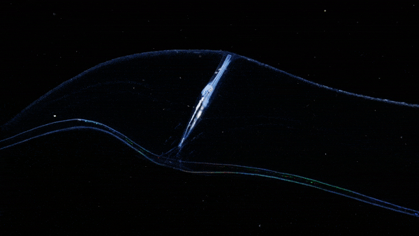 neurontin nedtrapping