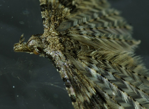 More photos of the many plumed moth - Alucita hexadactyla.