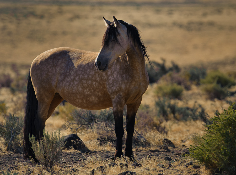 ashcashmere:  Dapples: The flowers on a horses back. 