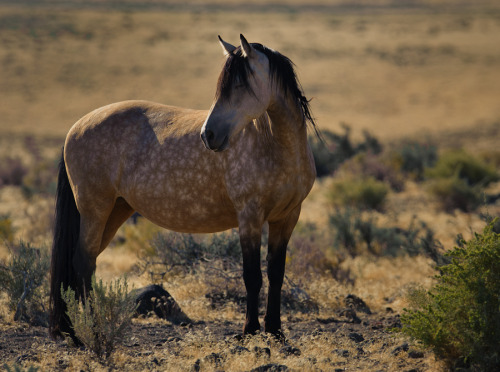 ashcashmere:Dapples: The flowers on a horses back.