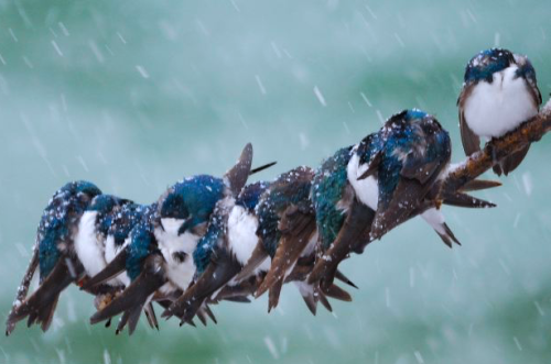 sarugetyou:nubbsgalore:swallows huddled for warmth. (source: x, x) @hooshizzoria @temphunters