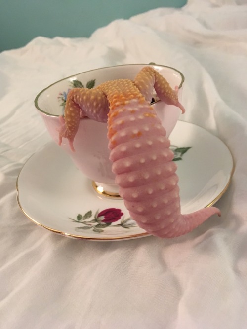 queengeck:Presenting teacup noodle part. 2