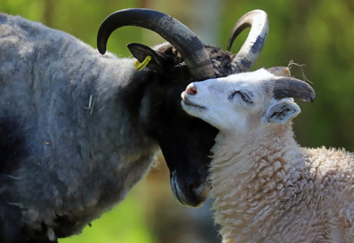 Especially for Mother’s Day - two caring Gute sheep mothers with their young ones. 