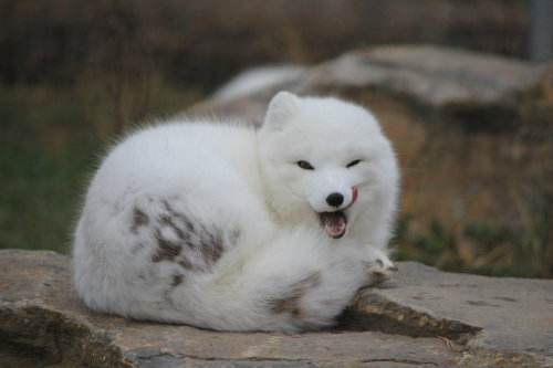 earthlynation:Arctic Fox by eternalfall1