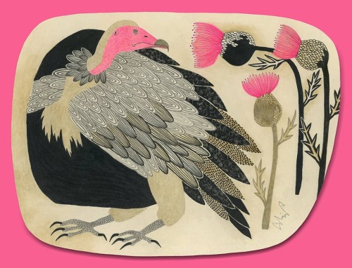絵のご紹介をします。コレは「美しい色の鳥と美しい色の花」という作品です。ピンク色の顔をした頭巾禿鷲と、ピンク色の花をつけるアザミ。どちらも大好きで、一緒に描いてみたかったモチーフです。頭巾禿鷲は、やっ