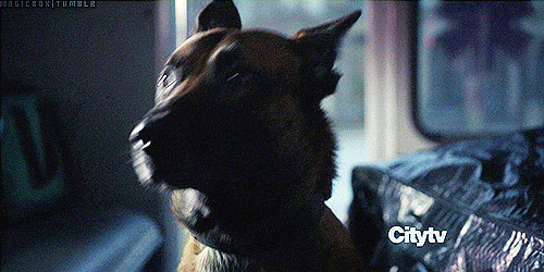 gauna-03:kmmerc:eyesofwitt:The last gif of Bear circling around Finch, so excited and sweet, is pric
