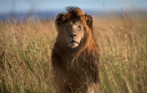 After Cecil Furor, U.S. Aims to Protect Lions Through Endangered Species Act By Erica Goode via The 