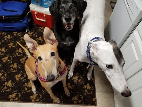 sciencehound:Adventures in trying to get three dogs to cooperate.