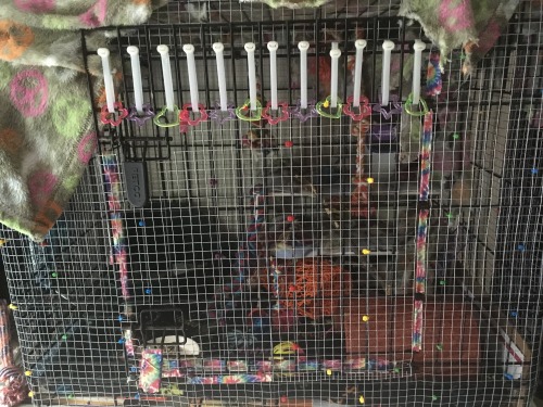 im-gonna-fuck-a-ghost:@deadmutt Here’s the cage!!! And a little Fievel. It’s not super extravagant o