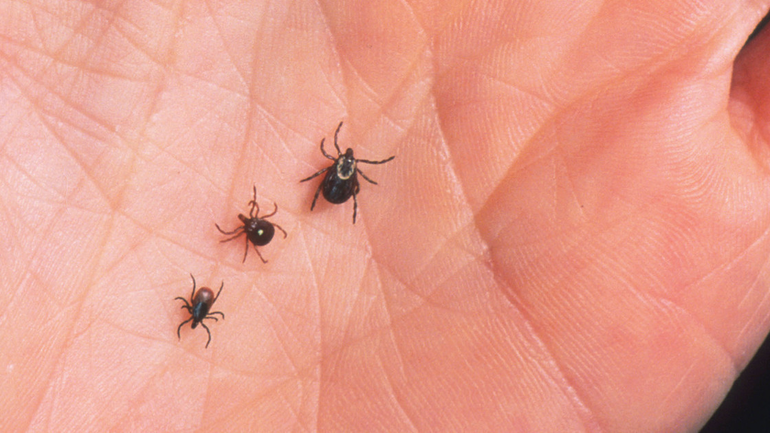 Lyme disease ticks on dogs