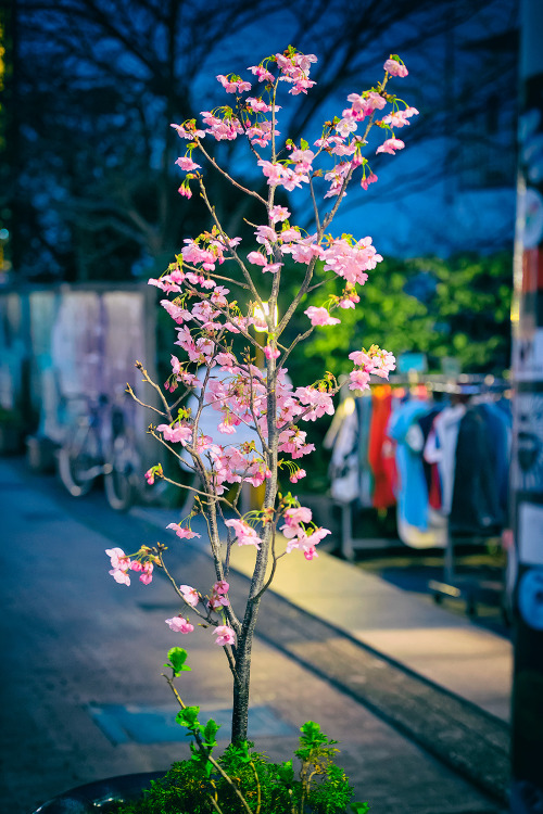 tokyo-fashion:Early cherry blossoms on Cat Street in Harajuku tonight.