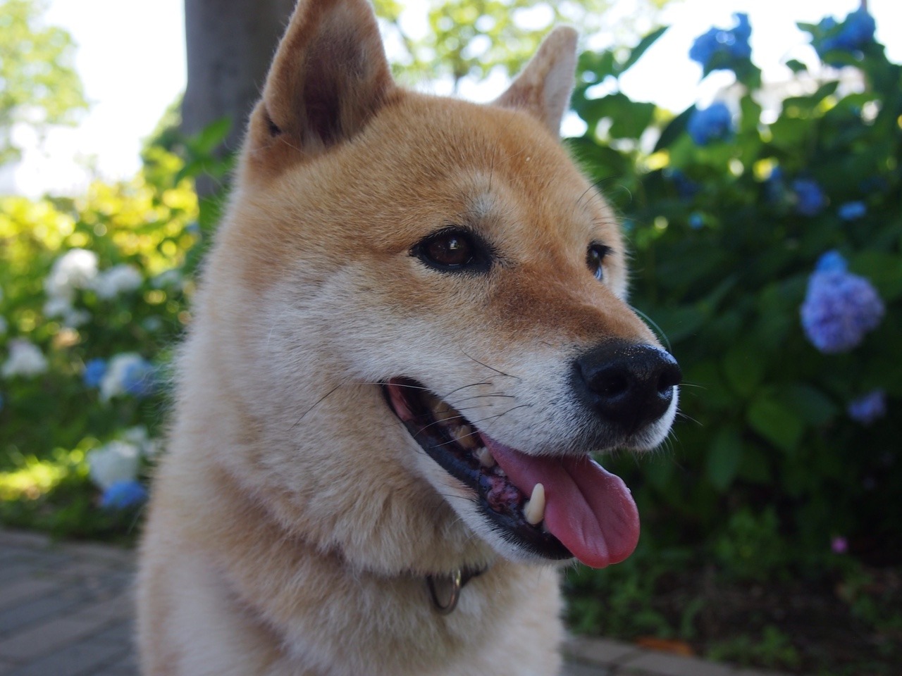 shibainu-komugi:  今日の柴犬の小麦さん #shiba #dog #komugi #柴犬