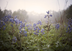 reverendbobbyanger:  From two walks. Spring