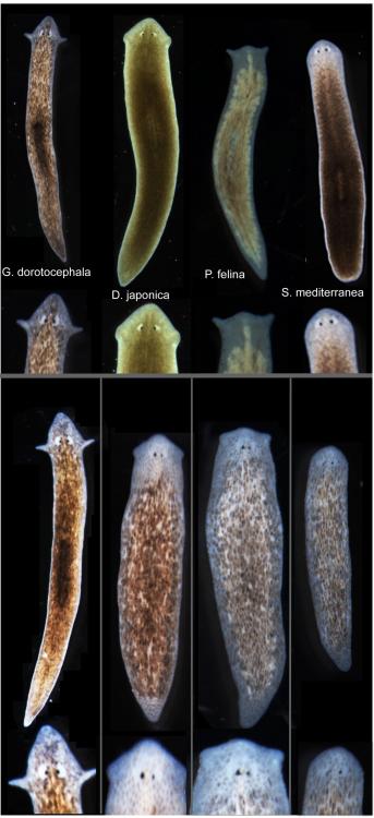 currentsinbiology:Biologists Induce Flatworms to Grow Heads and Brains of Other Species Biologists a