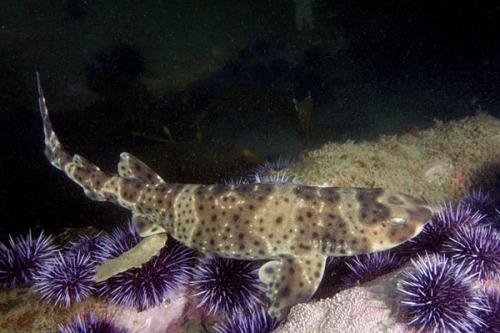 swell shark