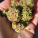 grunge-bucket:just picked up this yummy eigth of sugar sap 🤤