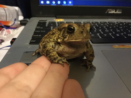 bufobufobufo: toadlysons:  hold hands  A solemn vow has been made 