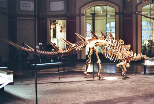 novemberschopin:Stegosaurus (by mikeasaurus)