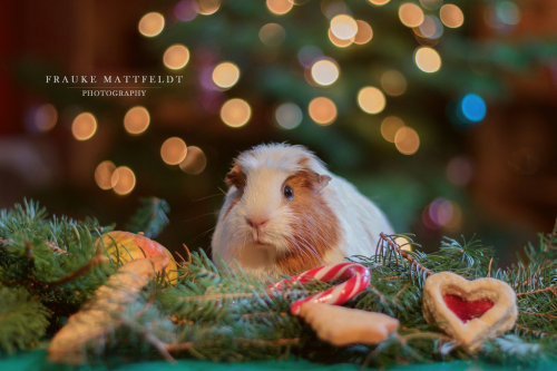 guineapiggies:  Merry Christmas! by ApopFrauks porn pictures