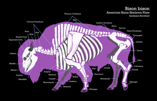 A maybe workable fuck-ton of bison anatomy references.Someone I knew a while back once commented on 