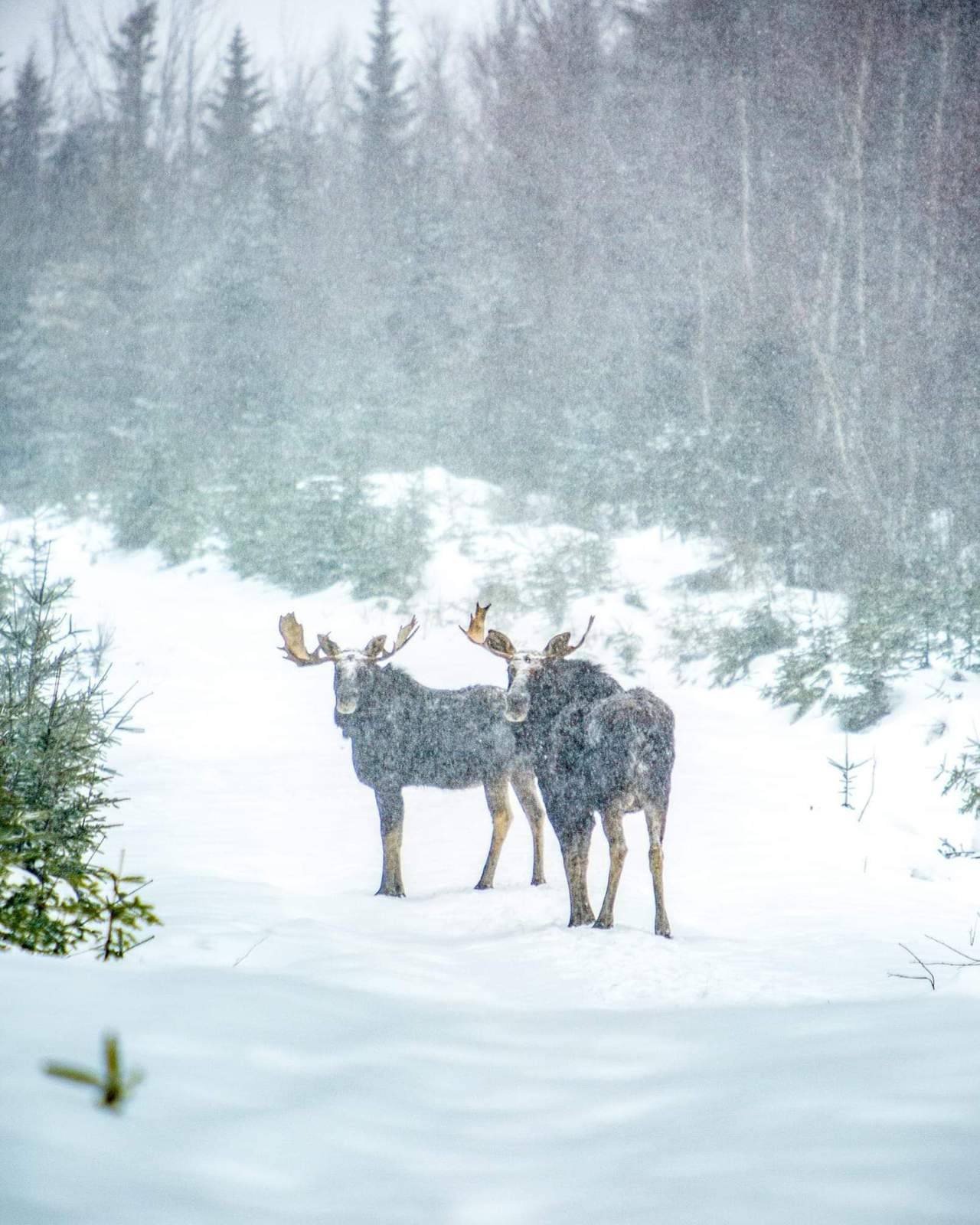 XXX me-n-jim-beam:  Trail partners  photo