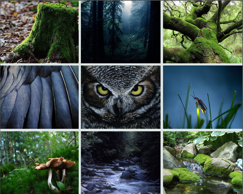 stille helikopter Converge replace ur depression with aesthetic — thybloodmoon: Dark Blue + Green Nature  Mood Board...