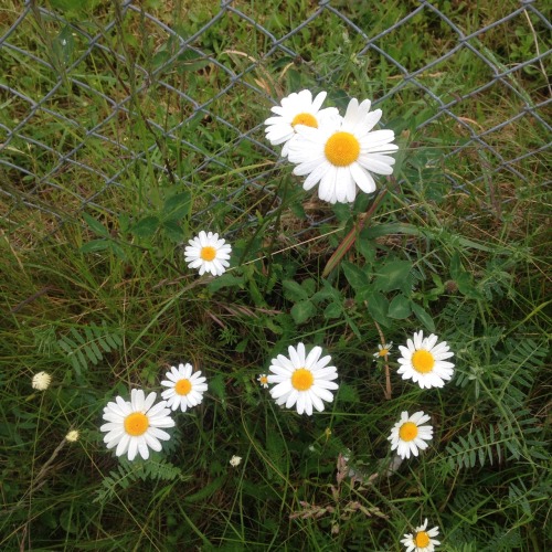 nat-uralist:  I also spotted some daisies and I badly wanted to pick them but as mum says “the beauty in a flower is when you let it be and continue to grow, if you pick it there’s a high chance it might lose its beauty”