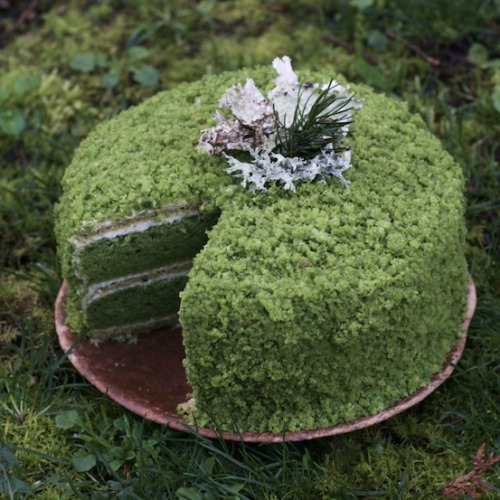 vespertineflora:fairy-humor:moss cake moss cake moss cake m o s s  c a k e[ID: to photos of a cake w