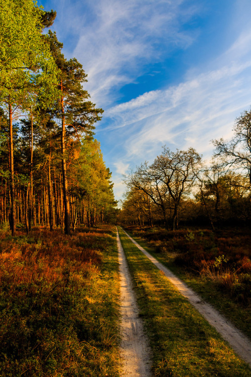 nature-hiking: Veluwe forest paths 1/? - Veluwe, The Netherlands, april 2018 photo by nature-hiking