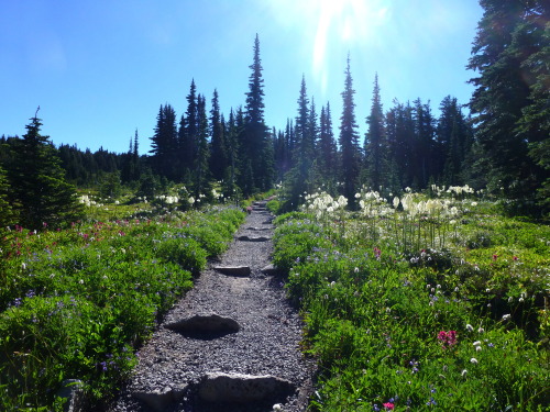 Spring, Mt. Rainier, WA