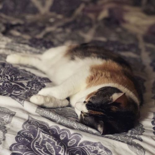 Daytime naps with this cutie. . . #catsofinstagram #calico #sleepykitty #aww #furbabies https://ww