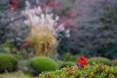 chitaka45: 京都 詩仙堂 紅葉2018 kyoto shisendo temple
