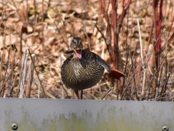 Porn way-out-there:Stopping by Botanical Gardens photos