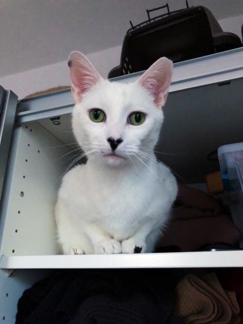 kilgorezouzou:Cat in a closet