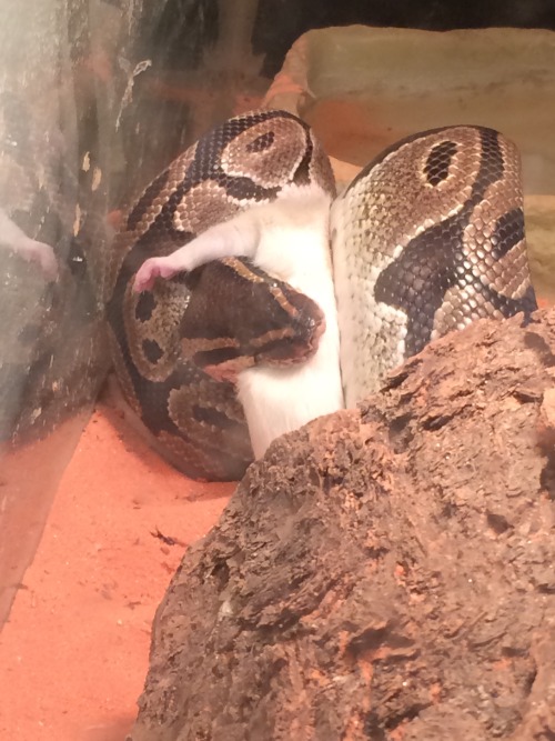 queenanuka:A few nights ago I fed my ball python, Thor, before I put him into hibernation for the wi