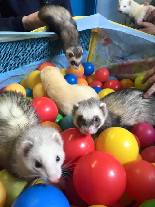 Today at work the ferrets got to play in the Ball Pit. We&rsquo;ve got Buster, Bella, Gripper, Donny