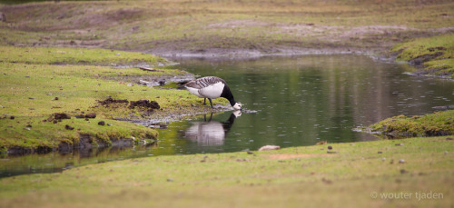 Goose, Beekse Bergen, NetherlandsCanon 5D - Sigma 50 500 OS