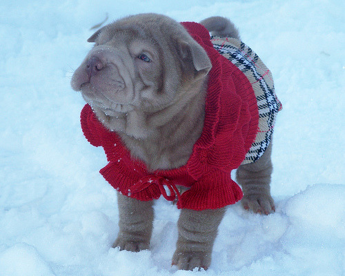 fyeahwrinklydogs:  Credit: The Big W Ranch