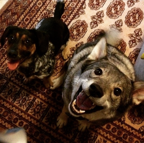 sorasusi:these dogs goddammit  sorry for so many non-art posts but there are these two dogs in my apartmentok ruska (on the right) is here all the time bc she’s mine but dOGS AMIRITE