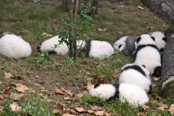 giantpandaphotos:  Panda sleepover! Ai Li,