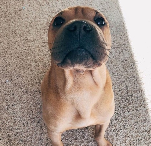 sighduckss:What kind of cute little wrinkly god is this