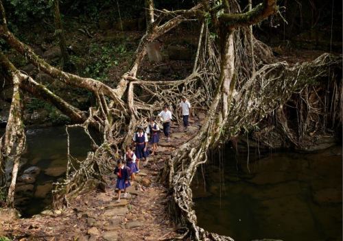 Banyan bridgesThe many species of fig tree are a part of the urban and rural landscape all over Indi