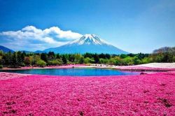 sixpenceee:  The Hillside of TakinoueThe vibrantly colored hillside of Takinoue Park in Japan is the highlight of the spring. The flower field covers about 100,000 square meters of the hillside and draws quite the crowd every year.  The best time to