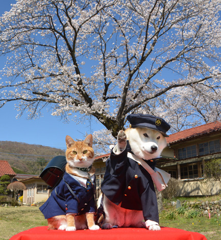 taishou-kun:Torajiro the cat & his friend Kikuchiyo the Shiba inuTorajiro is in elementary school and Chiyo is a junior high school student - April 2014 Source : shibakikuchiyo.blog32.fc2.com