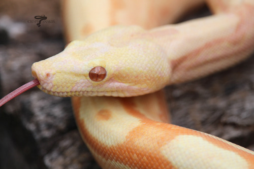 Tropical Breeze - Sunglow Keywest Arabesque (Boa imperator)