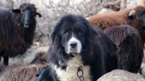 livestockguardiangod:Karakachan next to (and cuddling with) sheep, source.