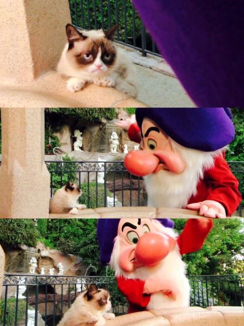 kymarcelon-ish:  dolewhipofdisney:  Grumpy Cat Shows Her Disney Side [x]  Grumpy cat in the happiest place on earth… How ironic… 