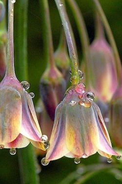 flowersgardenlove:  Dew Bells Beautiful gorgeous