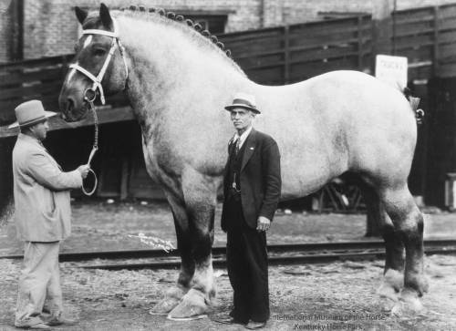 shishkababoo:palmetto-64:The world’s biggest horse, Brooklyn Supreme, standing 78 inches tall and we